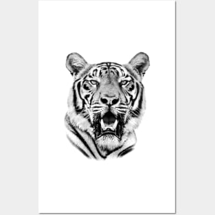 Tiger Portrait of Majestic Male Bengal Tiger Posters and Art